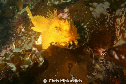 Yellow Sea Raven;  off the Shores of Massachusetts. by Chris Miskavitch 